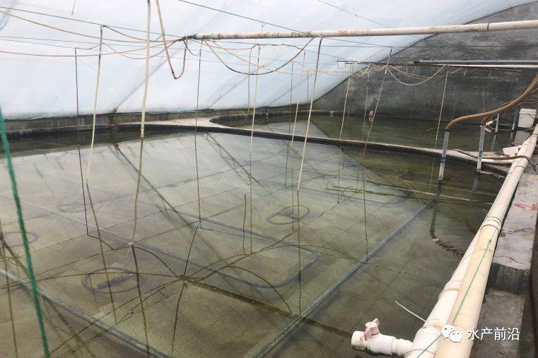 出蝦27斤/立方，連續(xù)三造成功后，工廠化養(yǎng)蝦在他看來并不難！