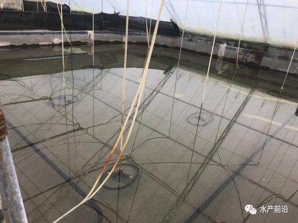 出蝦27斤/立方，連續(xù)三造成功后，工廠化養(yǎng)蝦在他看來并不難！